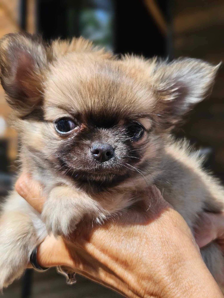 chiot Chihuahua du domaine du neoulous