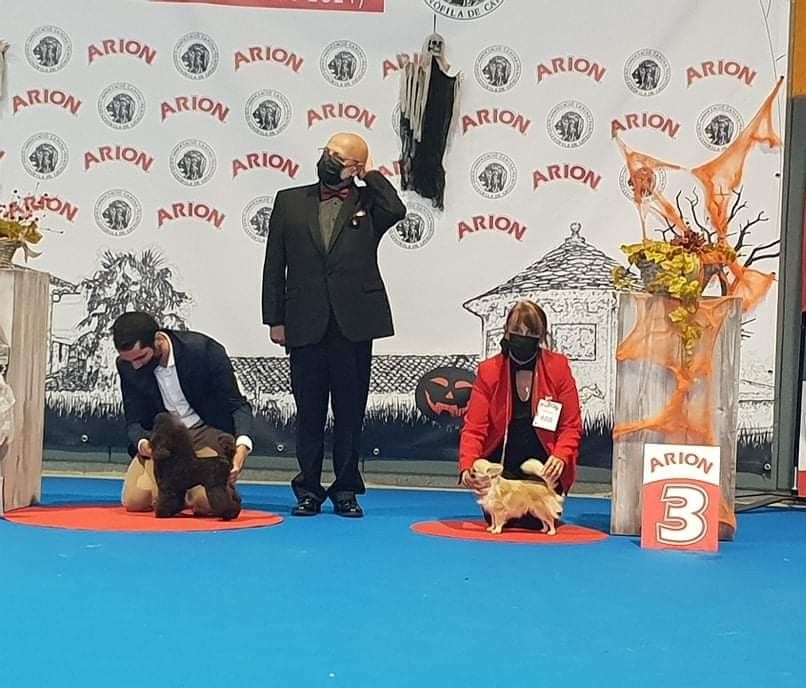 Italo casa dolcechihuahua