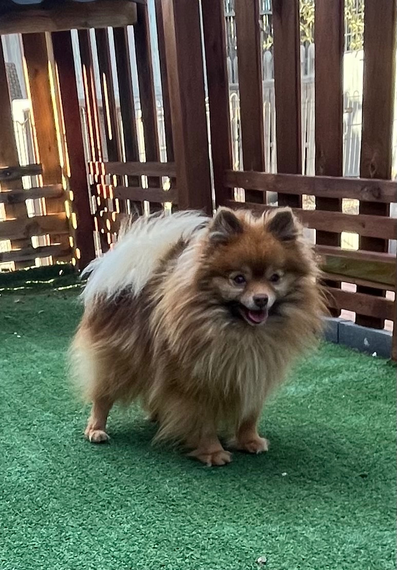 Usap du domaine du neoulous