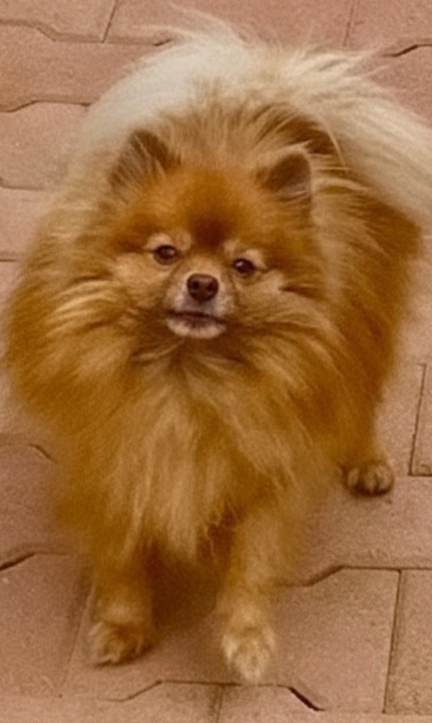 Usap du domaine du neoulous