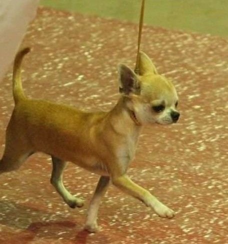 Chiens de l élevage
