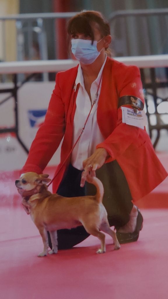Exposition canine