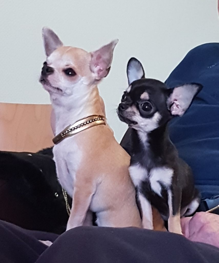 PHOTOS chihuahua