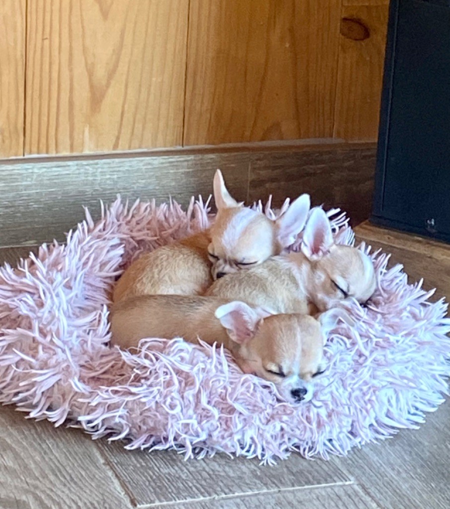 Chiot Chihuahua du domaine du neoulous