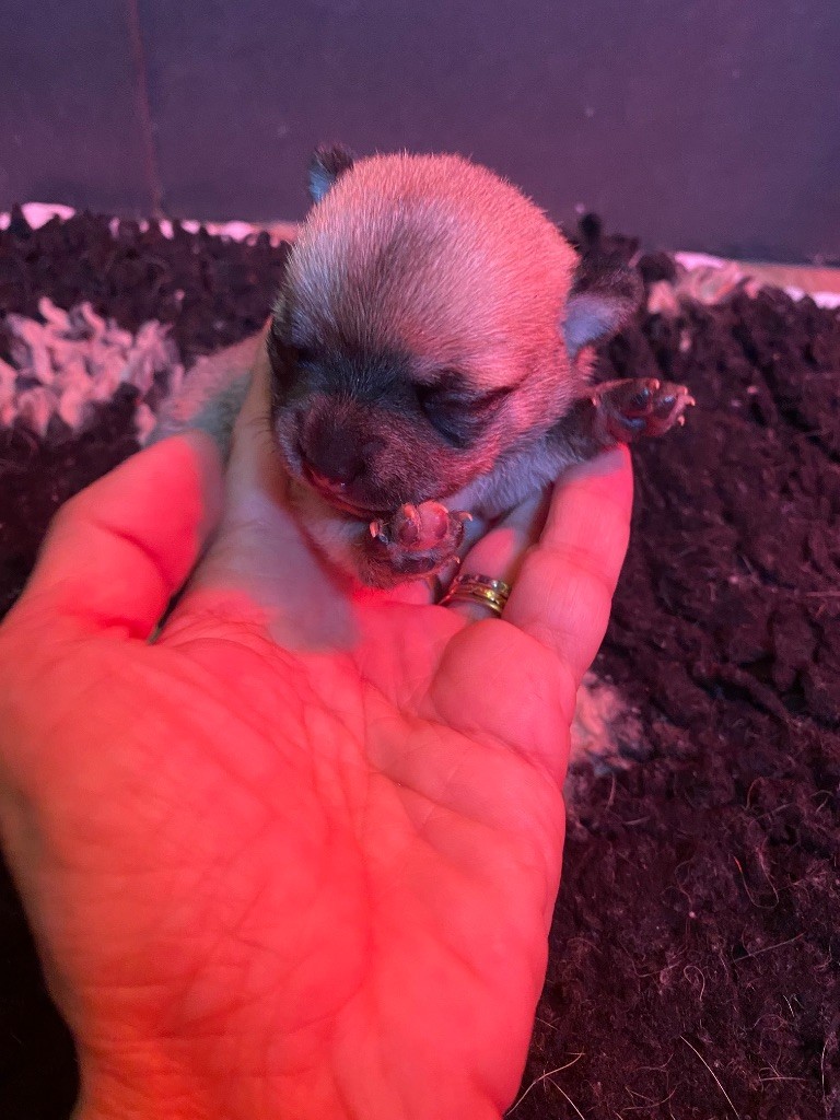 du domaine du neoulous - Chiots disponibles - Chihuahua