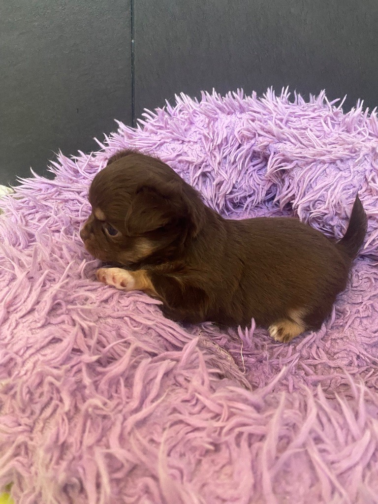 du domaine du neoulous - Chiots disponibles - Chihuahua