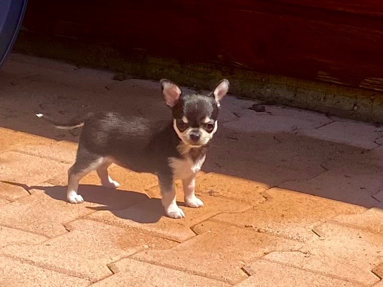 du domaine du neoulous - Chiots disponibles - Chihuahua