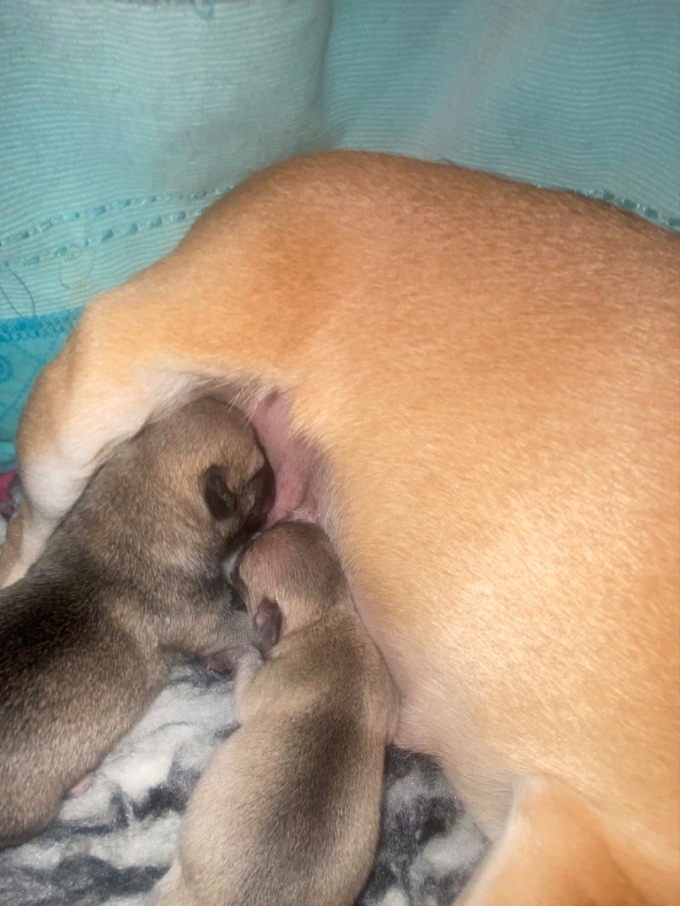 Chiot Chihuahua du domaine du neoulous