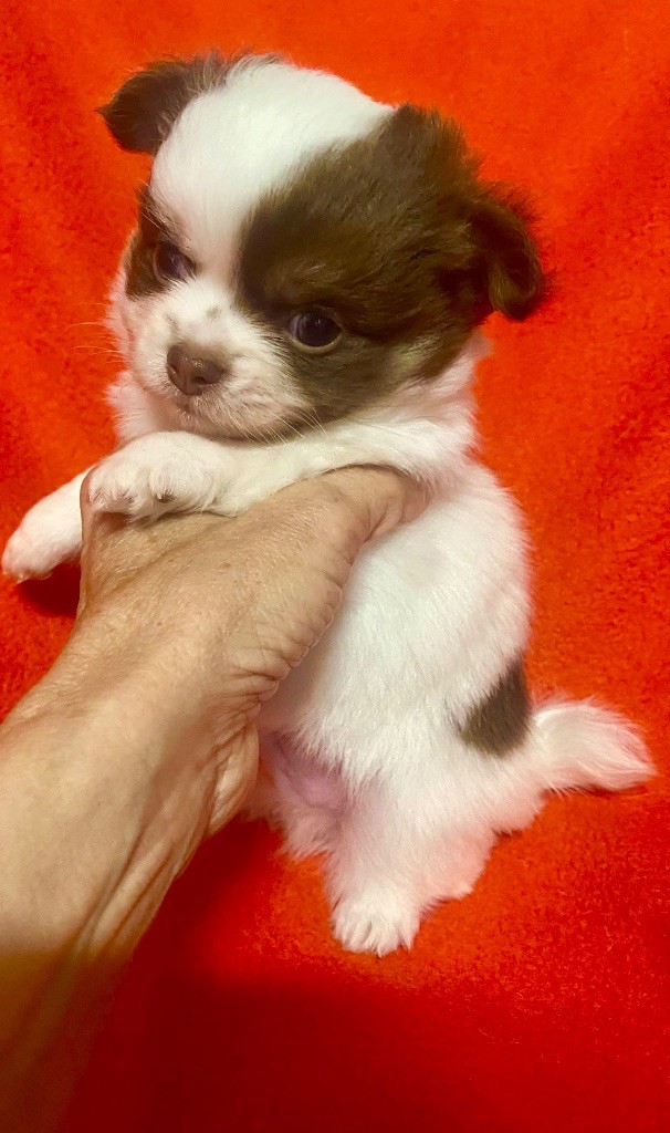 du domaine du neoulous - Chiots disponibles - Chihuahua