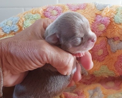 CHIOT