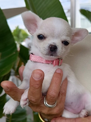 CHIOT 2