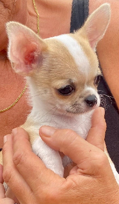 CHIOT
