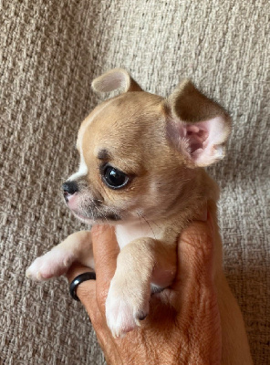 CHIOT