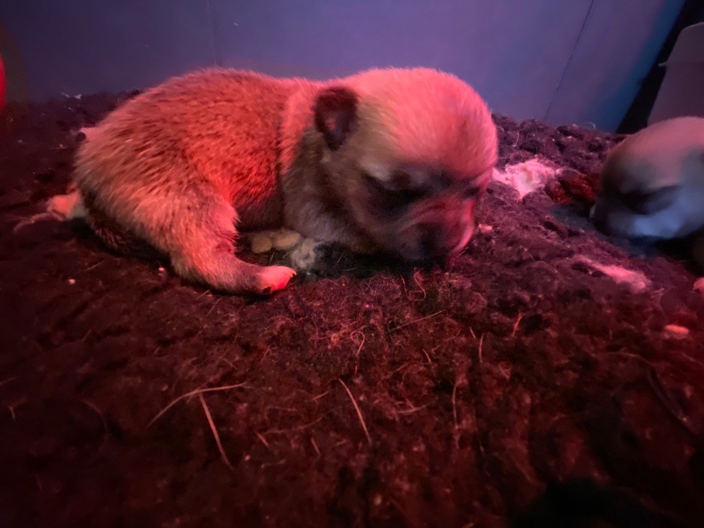 du domaine du neoulous - Chiots disponibles - Chihuahua