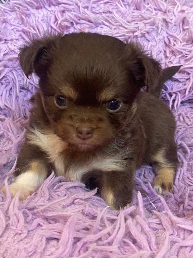 du domaine du neoulous - Chiots disponibles - Chihuahua